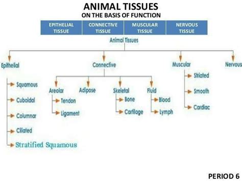 Draw a flow chart representing different types of animal tissues and ...