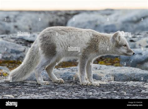 Image result for Windows Computer Screen Texture