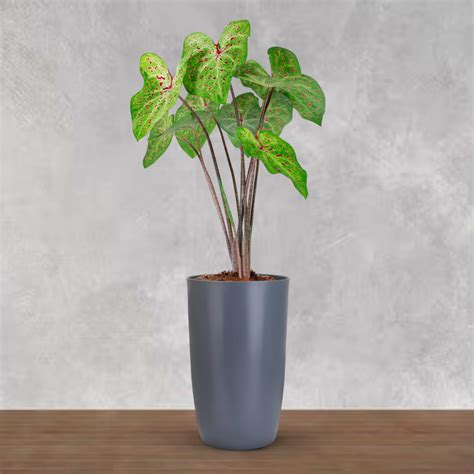 BonKaso 18 inch Grey Flower Pot | Size: 22x22x42 cm | Tall, Durable ...
