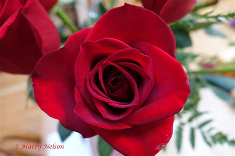 Rose - New York's State Flower