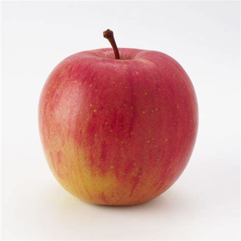 Image result for Apple System.Data