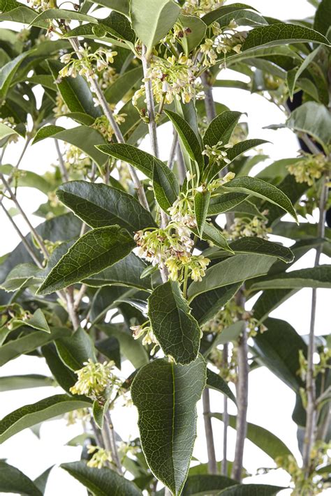 What Is A Tea Olive Shrub at Belinda Tetrault blog