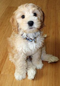 Image result for Cockapoo Grooming Cuts