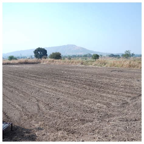 Reforesting with Purpose: IVCA’s Agroforestry Tree Plantation Program ...