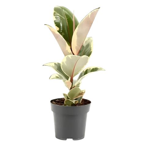 Ficus Variants – Plant centre