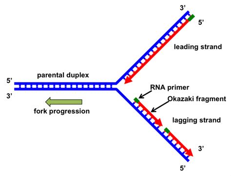 DNA Replication Forks Animation 的图像结果