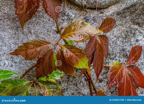 View of Beautiful Red Discolored Leaves of a Parthenocissus Tricuspidata Plant on a Gray Stone ...