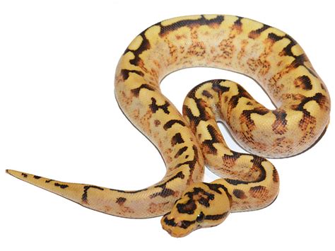 Image result for Asphalt Spider Ball Python