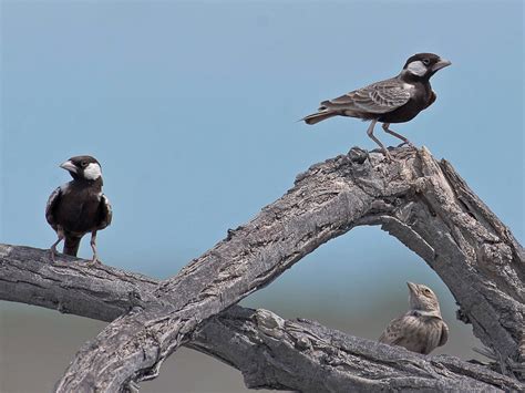 Grey-backed Sparrow-Lark - eBird