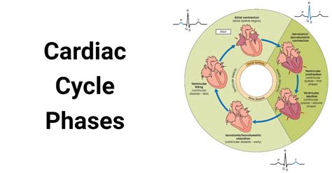 Cardiac Cycle Explained 的图像结果