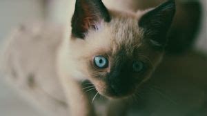 Siamese wallpapers hd, desktop backgrounds, images and pictures