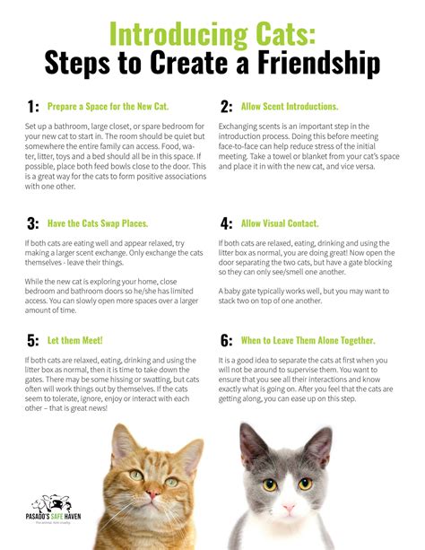 Steps To Introducing Cats