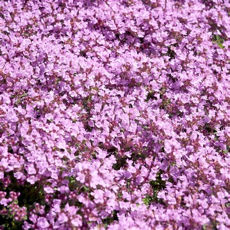 How to grow a creeping thyme lawn in five simple steps | Ideal Home