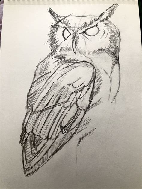 Owl Drawings