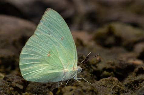 Catopsilia pomona pomona | Butterfly