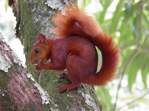 Ardilla Free Photo Download | FreeImages