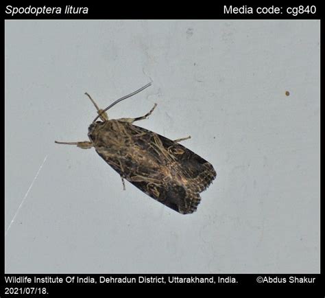 Spodoptera litura (Fabricius, 1775) - Cotton Leafworm, Tobacco Cutworm ...