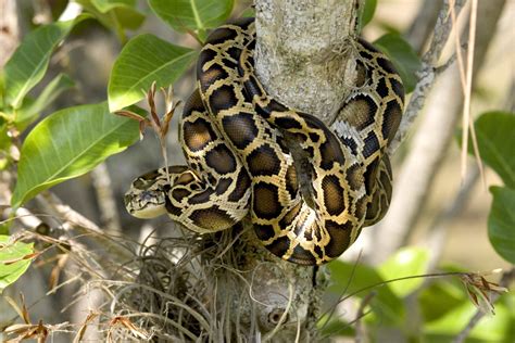 Image result for Reticulated Python Florida