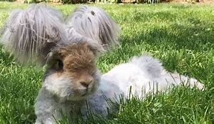 Image result for Angora Baby Bunnies