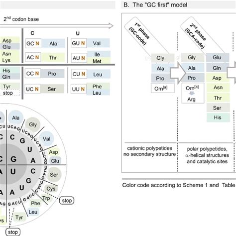 How to Read Genetic Code Table 的图像结果