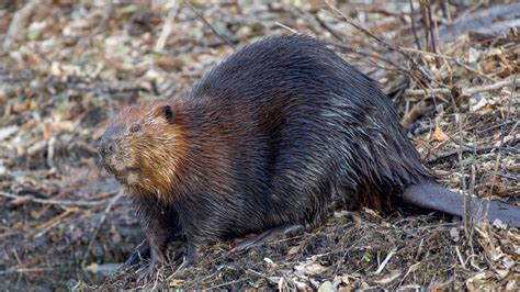 Beaver Fact Sheet | Blog | Nature | PBS