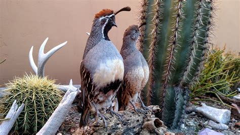 Double Aero Guides | Guided Quail Hunts in Arizona & Argentina | Gambel's Scaled Mearns' Valley ...