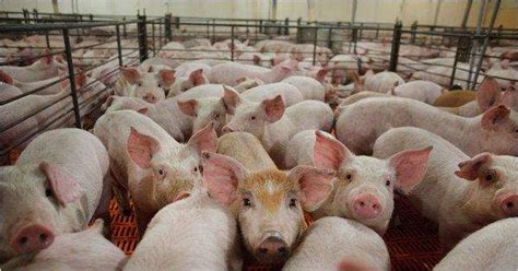 俄罗斯农业集团计划在青岛投资50亿美元建设生猪养殖和饲料加工项目 | 爱猪网