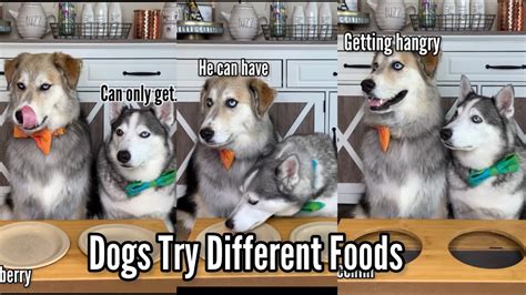 Dogs Taste Testing Food 的图像结果