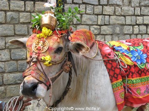 Makara Sankranti in different regions of India | Makara Shankranthi ...