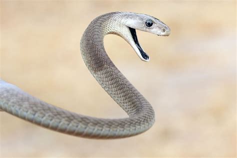 Baby Black Mamba