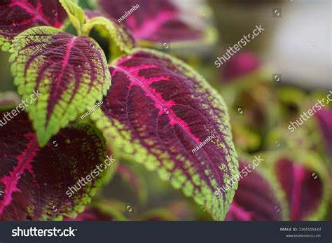 Coleus Annual Perennial Shrub That Grows Stock Photo 2164159143 ...