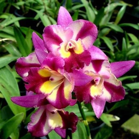 Cattleya Orchid Plant Lc. Sogo Doll Little Angle Seedling