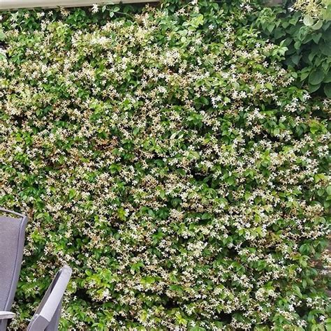 Buy yellow star jasmine Trachelospermum jasminoides 'Star of Toscana ...