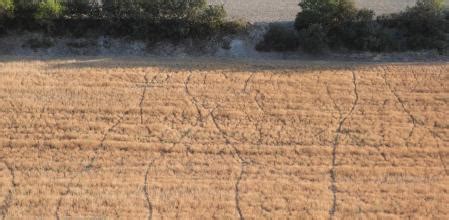 Reto visual: ¿Eres capaz de descubrir el motivo que produce estos caminos?