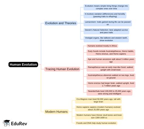 Mind Map: Human Evolution PDF Download