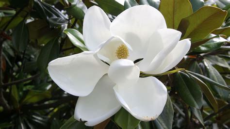 Plentiful Petals: Magnolias Brightening the Gardens from Early Spring ...