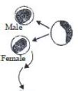 Make a glance of a port of the life cycle of Plasmodium give below as ...