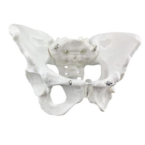 Buy Educational Model Female Skeletal Pelvic Anatomical Model, Human ...