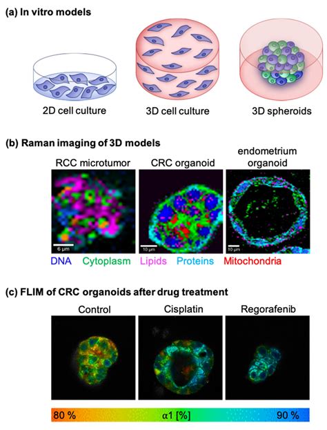 Raman Imaging and Fluorescence Lifetime Imaging Microscopy for ...