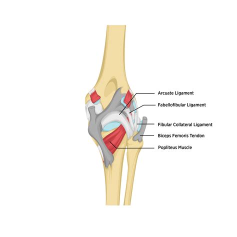 Sports Injury Bulletin - Knee injuries - Understanding Posterolateral Corner Injuries in Sport