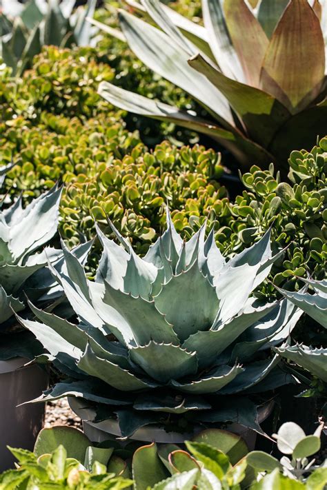 Agave 'Dragon Toes' (Century Plant) – The Palms Sydney