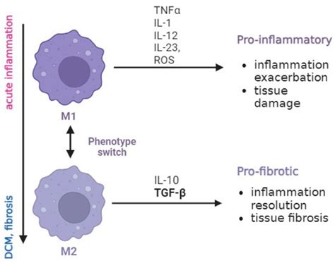 TGF-β Signalling Regulates Cytokine Production in Inflammatory Cardiac ...