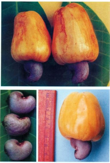 CashewnutVarieties::BPP-1