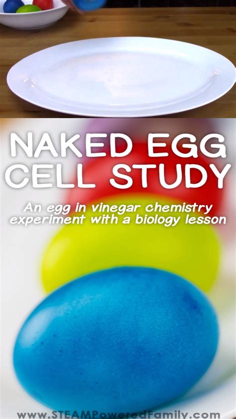 Egg in vinegar experiment – Artofit