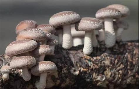 常见菌菇种类有哪些？区别在哪里（多到停不下来） | 说明书网