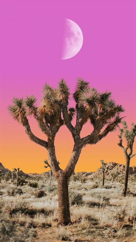 Download Luna Joshua Tree National Park Wallpaper | Wallpapers.com