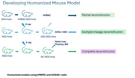 Image result for Mouse Model Reference