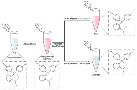 Point-of-Care Testing of the MTF1 Osteoarthritis Biomarker Using ...