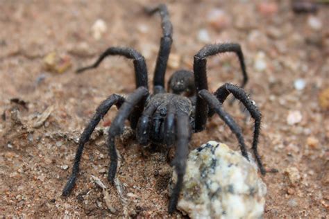 Trapdoor Spiders - Backyard Buddies