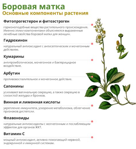 Боровая матка при миоме: способы применения, польза